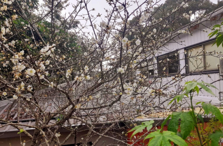 梅嶺早梅綻放 南警加強交通疏導管制