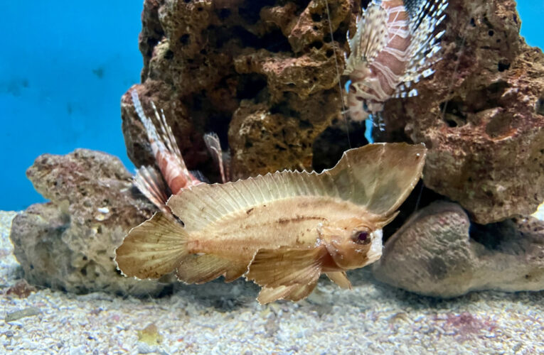 屏東海生館超萌濟公魚 模擬枯葉躺平模樣吸引目光
