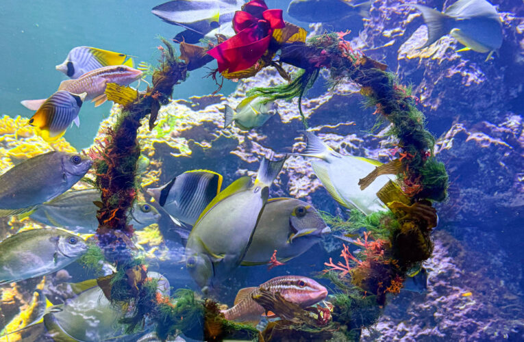 屏東海生館水下聖誕花圈吸引魚兒搶食 仙后水母夢幻朵朵雪花綻放