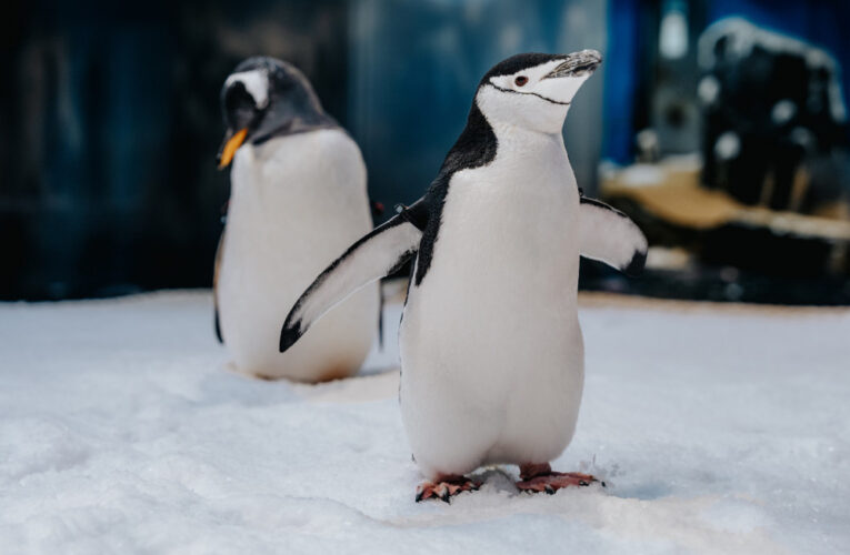 海生博物館12/7海寶大冒險 全新Silent Disco耳機遊行派對夜探水族館