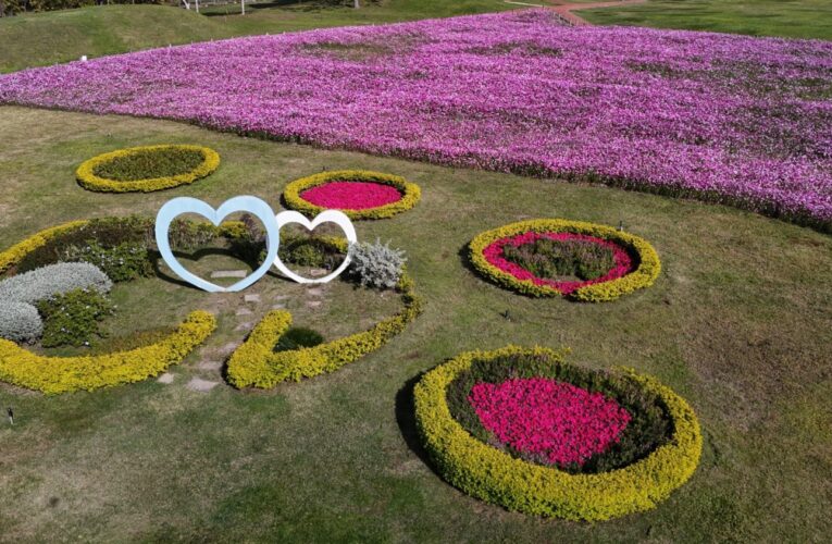 浪漫花海盛開后里環保公園　中市建設局邀請大家賞花迎新年
