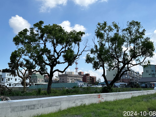 和生重劃 老樹綠化