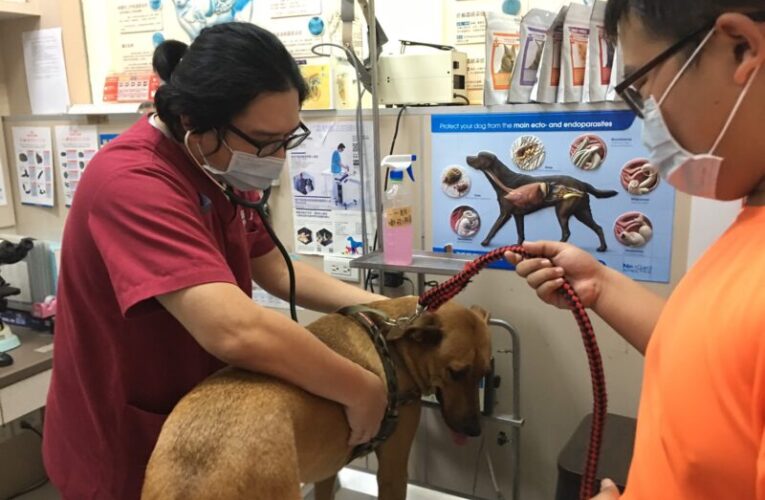 過年期間  毛小孩生病了怎麼辦? 高雄春節動物就醫資訊看這裡