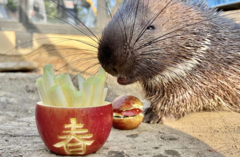 壽山動物園推新春限定　兒童免費入園享優惠至2/2