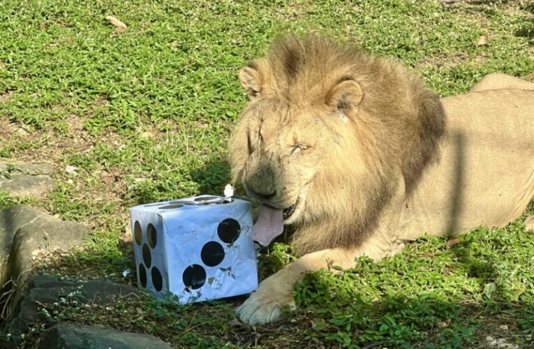 動物開心過新年 萬獸創意圍爐迎新春 壽山動物園加碼贈好禮