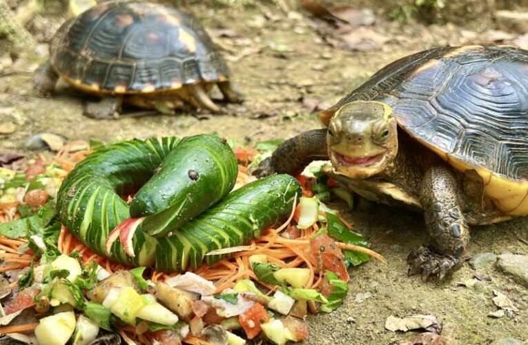 動物園推兒童新春免費入園  蛇來壽山賀新春活動開跑