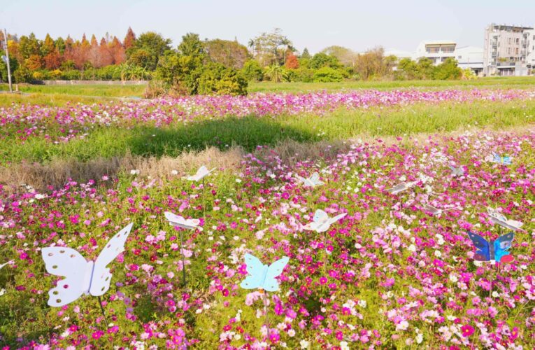 春遊賞花別錯過！　中市西屯區6公頃賞花秘境超吸睛