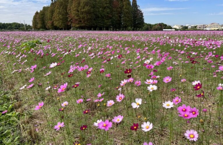員林市南區公園旁繽紛花海　大波斯菊花田綻放農田新活力