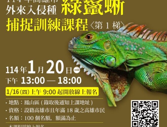 高雄綠鬣蜥獵人訓練114年再開兩梯次 第一梯次16日開放報名