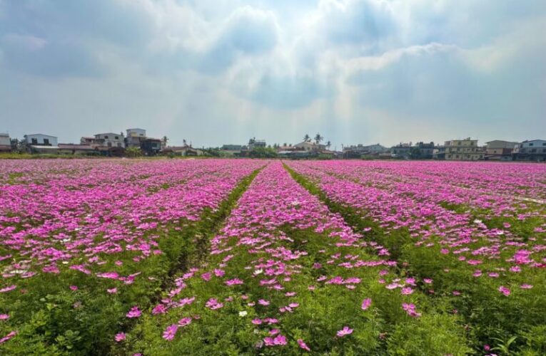 美濃、杉林花海盛開 農業局邀請大家來拍照打卡、採果，吃在地農特產