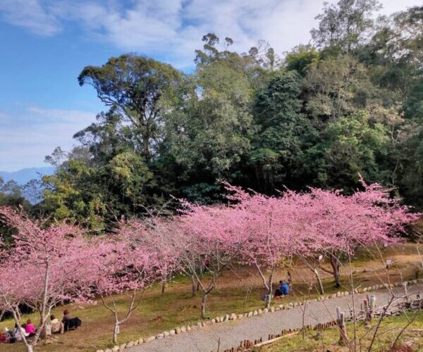 「茂」美如花 賞櫻趣 原鄉走春好好玩