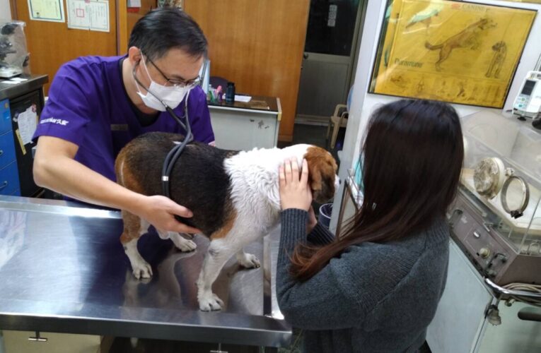 過年期間 毛小孩生病了怎麼辦? 春節動物就醫看這裡 慢性疾病藥物要備齊