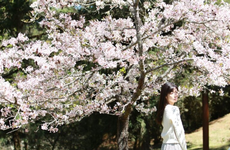 嘉義花海夢幻綻放！日本網紅娜娜驚呼美如仙境