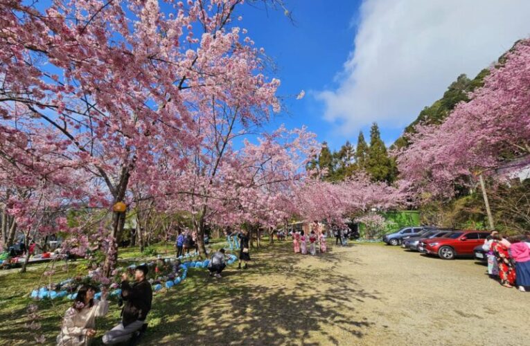 2025北橫櫻花漫步地圖　浪漫櫻花片片飄落