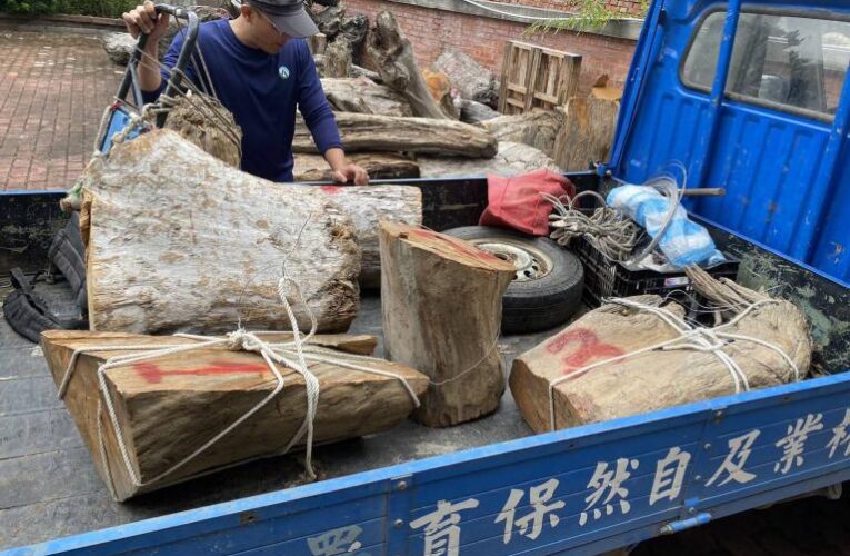 盜伐珍貴肖楠木  信義警查獲2嫌送辦