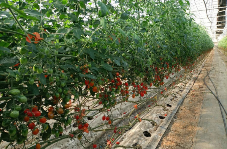 好吃的番茄紅了！品嚐搶鮮正當時