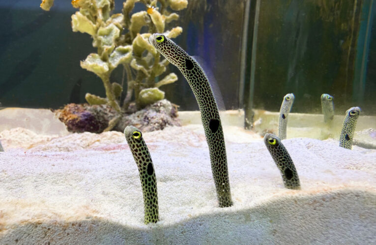 屏東海生館-我的鰻朋友：把握228連假探索鰻類生物奧秘 鰻遊海底世界