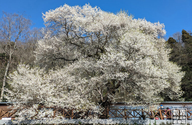 「霧社櫻王」將盛開　觀霧森林遊樂區「(櫻該)都找得到」集章活動再登場