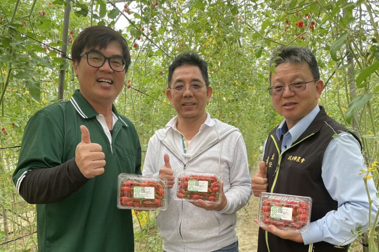 有身分玉女小番茄  酸甜好滋味正是時