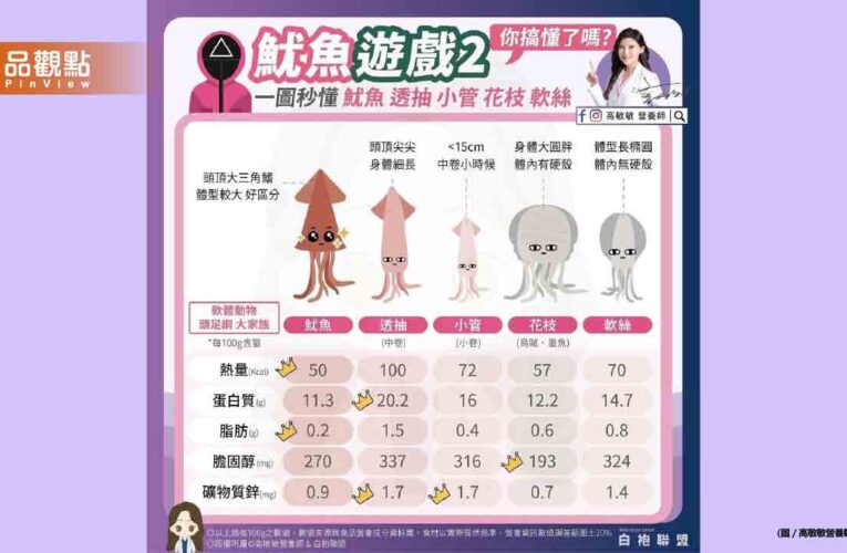 追劇前先來認識魷魚家族 魷魚營養比一比