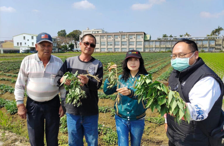地瓜寒害災損嚴重 陳亭妃通報農業部儘速協助農民