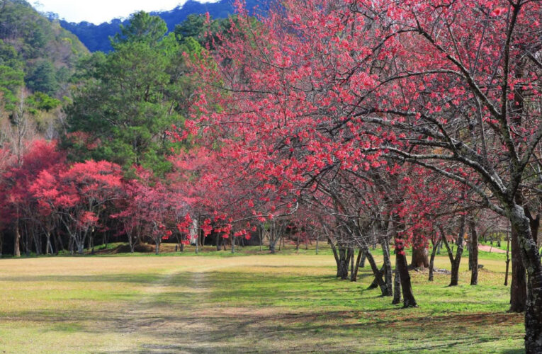 奧萬大春櫻傳情音樂會浪漫登場 入園只要10元