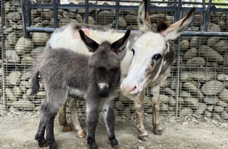 壽山動物園水豚與迷你驢家族喜添丁 雙喜臨門