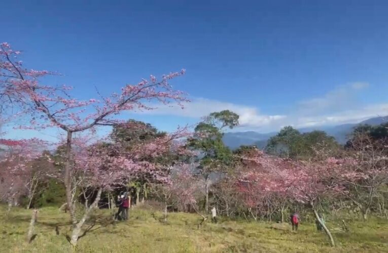 高雄原鄉春遊趣 櫻花、溫泉加部落文化一天全體驗