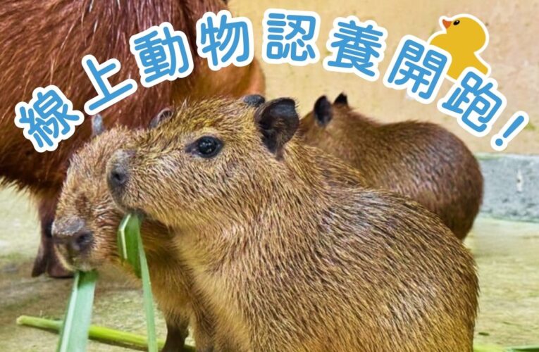 動物認養更便捷 壽山動物園力推線上認養滿額加贈限量黃色小鴨帆布包