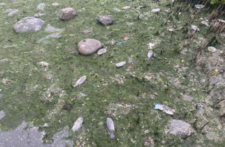 港濱歷史公園岸邊魚屍紅樹林裡面垃圾應清理