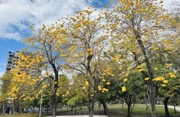 黃花風鈴木與櫻花美麗浪漫花毯  櫻花、風鈴木賞花攻略地圖出爐