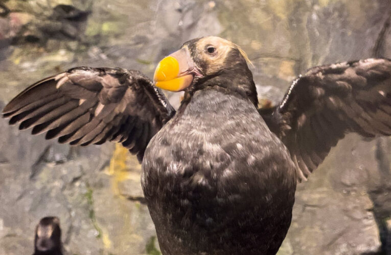 屏東海生館迎接繁殖季！鳳頭海鸚鵡即將為愛變身