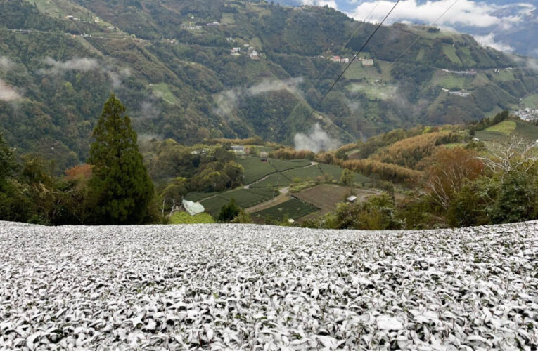 桃園復興上巴陵降雪　智慧農業防災平台超前部署預警防寒害