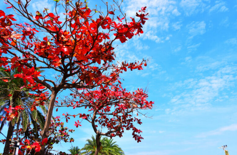 高雄街頭欖仁樹紅葉風姿美