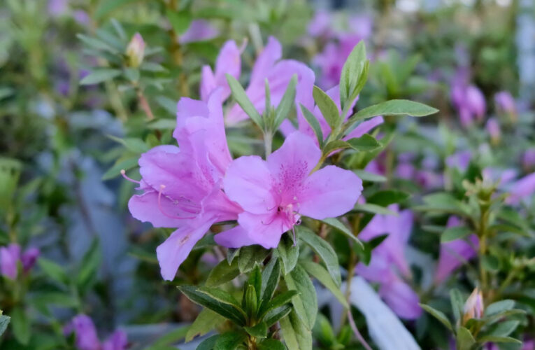 捐發票換花苗 9000株原生花苗3/12免費送