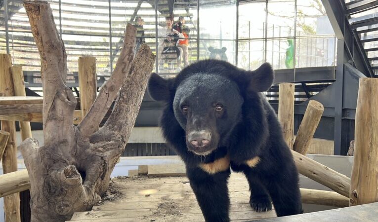 壽山動物園黑熊「波比」與「黑皮」3月慶生  「黑熊奶爸」驚喜現身