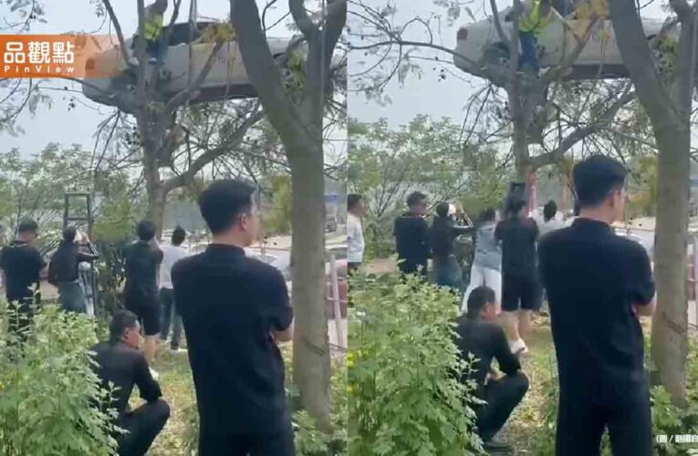驚！駕訓班天兵學員「開車開到樹上」超傻眼照片真相曝
