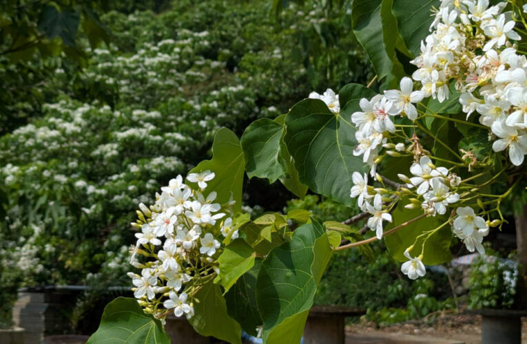 青梅竹馬遶山花 梅嶺桐花盛開八成