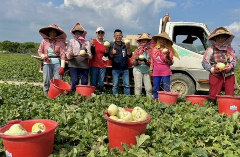 高雄瓜果年產1200公頃    農業局局長姚志旺親自到場關心採收情形