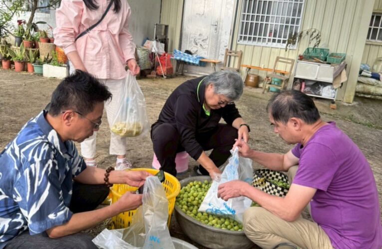 「梅」好時光　傅師傅觀光果園採梅趣