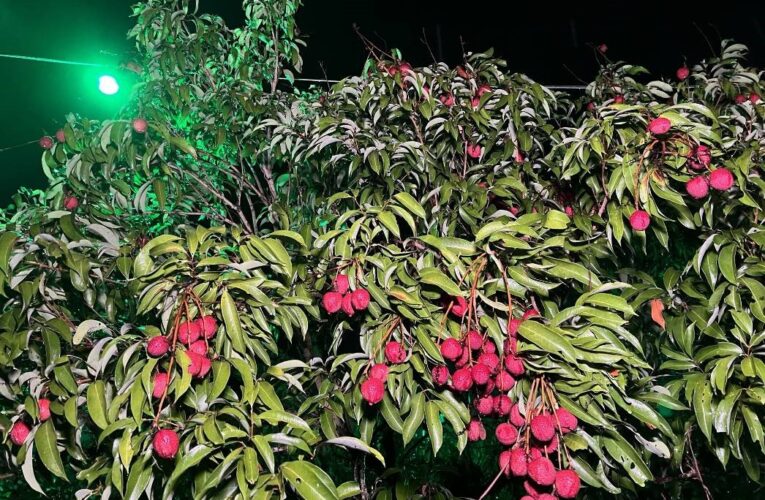 農業局調查發現荔枝害蟲物種 創新「綠光除蟲」安全又經濟 深具潛力