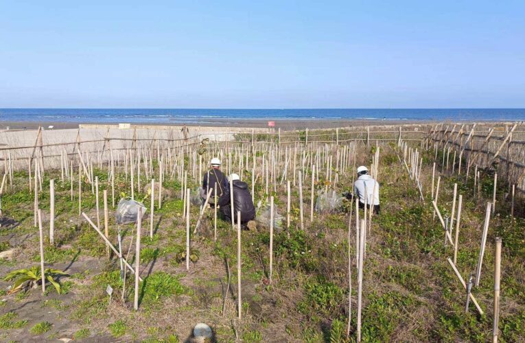 推動海岸生態復甦！　台中觀旅局揭大安海岸林復育成果
