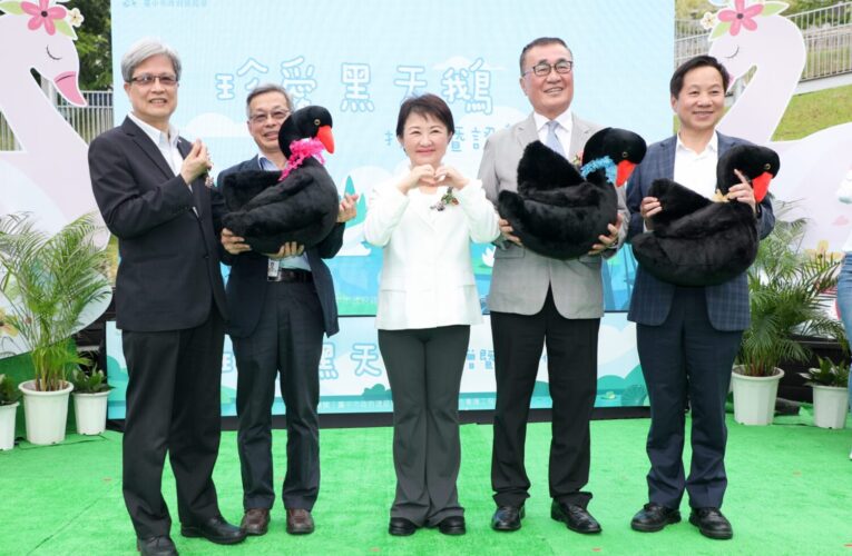 秋紅谷黑天鵝「鳶鳶」與「揚揚」北遷新家　展開新生活旅程