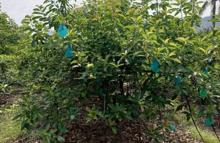 高雄酪梨遭寒害減產3成  農業局推救助方案即日起受理