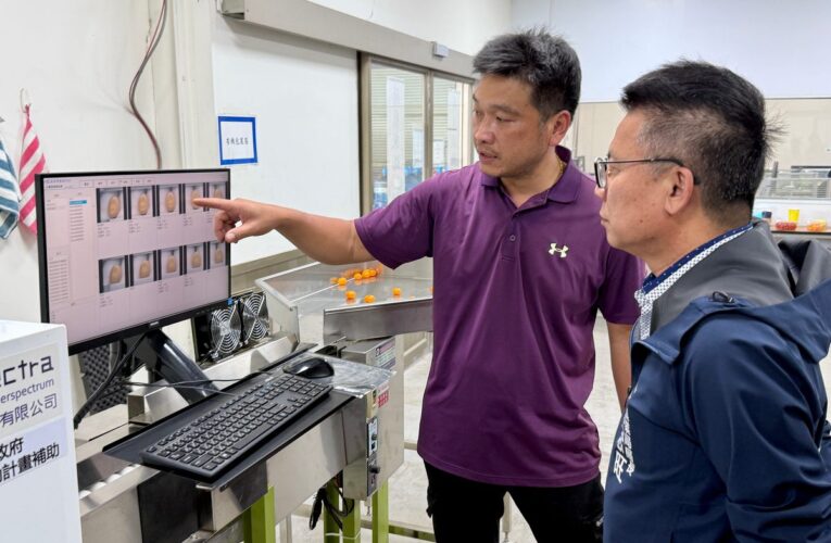 高雄小番茄變聰明！AI挑好果　人力需求減半、效率增5成