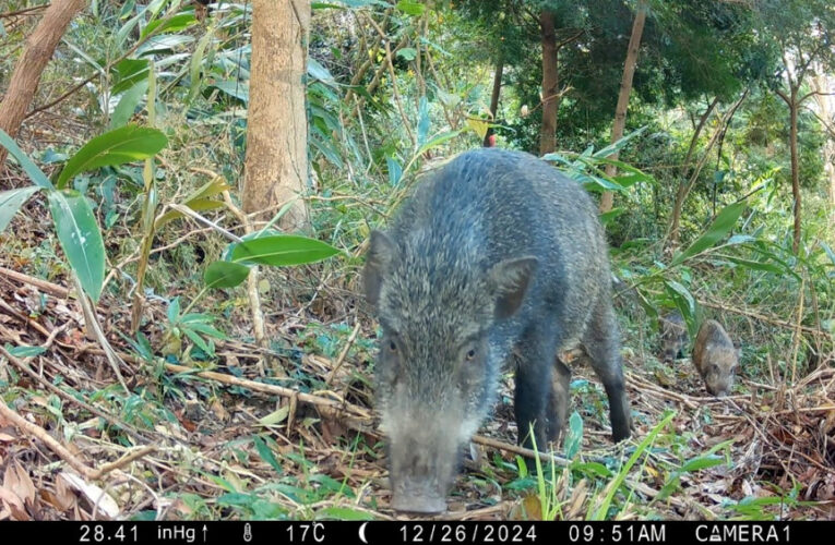 營造動物友善環境　林保署新竹分署優化三義造林地打造多樣棲息空間