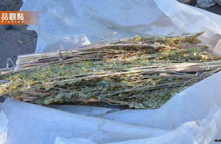 土耳其警方焚毀大麻！2.5萬居民「全嗨了」