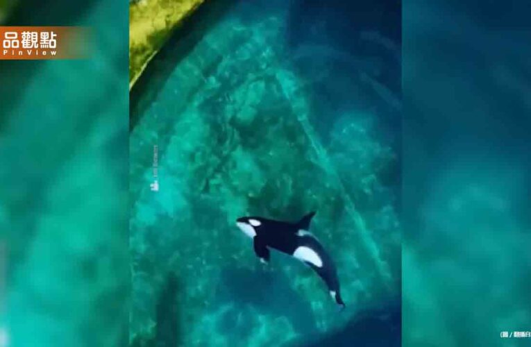 水族館停業！虎鯨、海豚被困「爛池」超無助徘徊