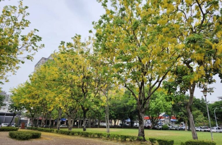 宜居台中市街頭夏日花季綻放 阿勃勒大花紫薇共譜浪漫詩篇