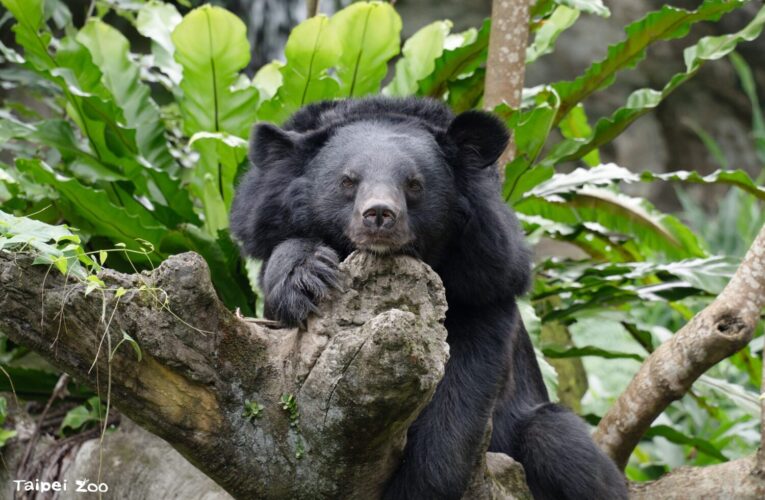 最萌暑假課堂！臺北動物園營隊限額490名等你來探險